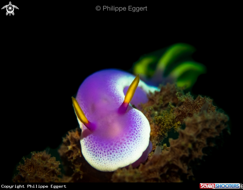 A Nudibranch