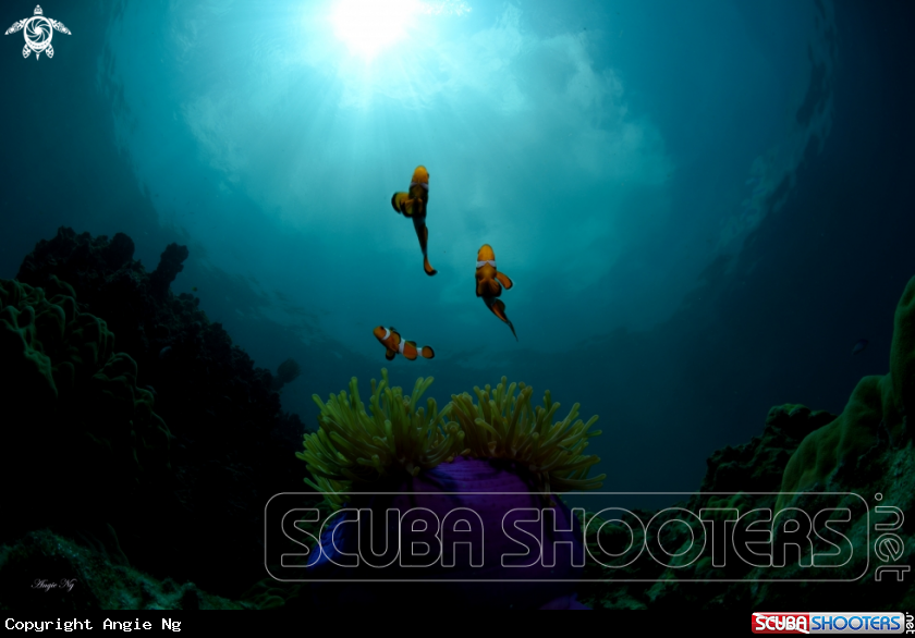 A Anemonefish