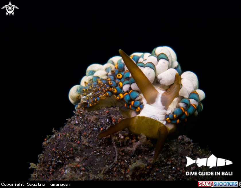 A Cuthona yamasui