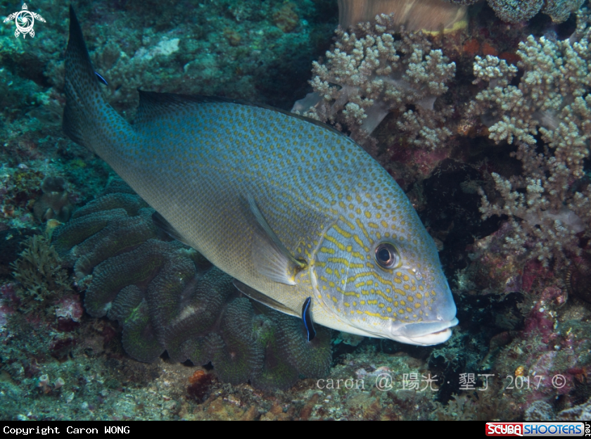 A Sweetlips 