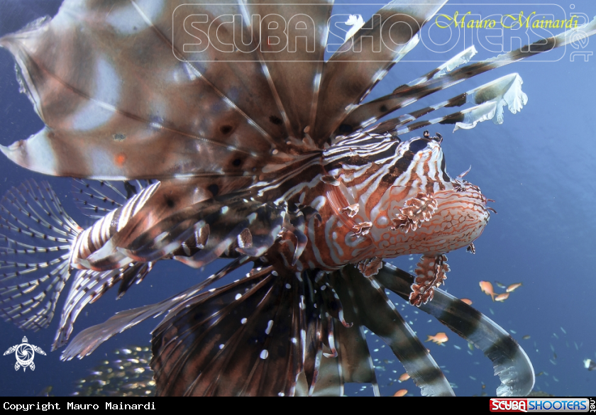 A Lionfish
