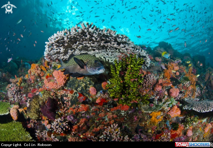 A reef view