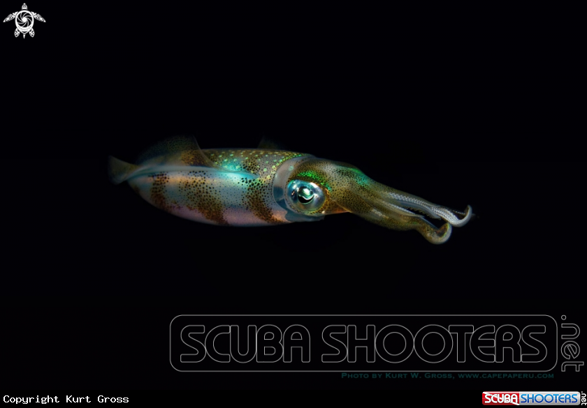 A Squid