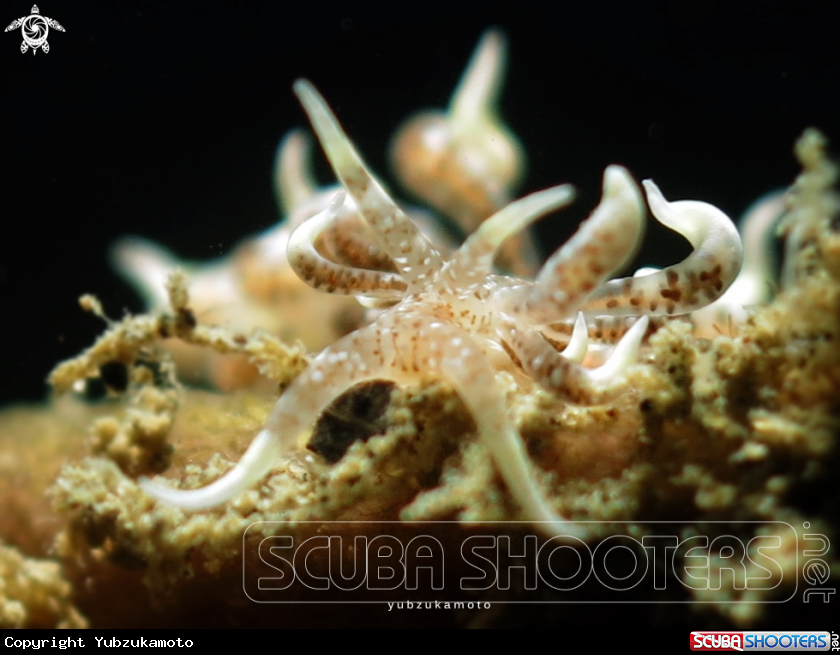 A Phyllodesmium,sp