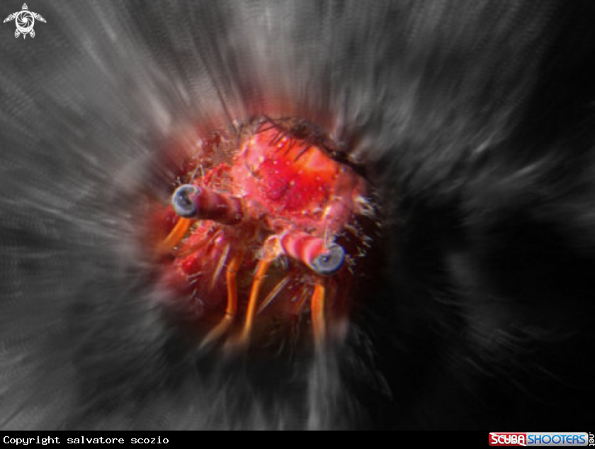 A underwater creature
