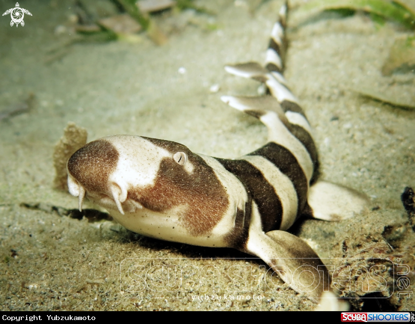 A Bamboo Shark