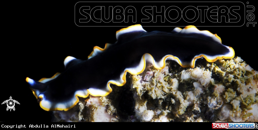 A Prudhoe Flatworm