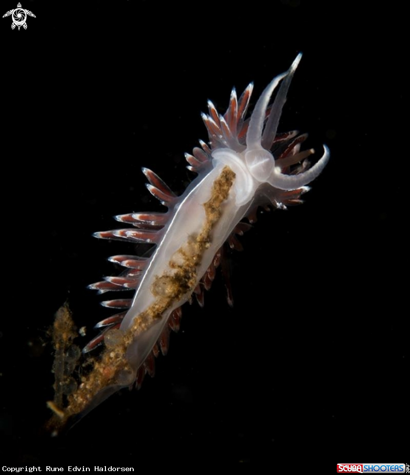 A Flabellina lineata