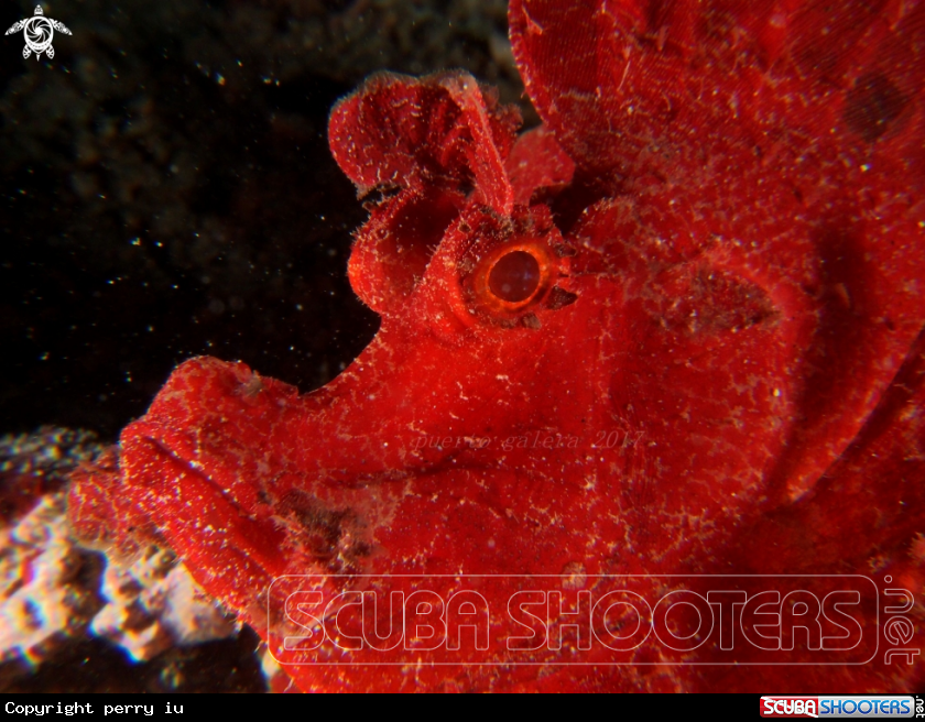 A ESCHMEYER'S SCORPION FISH