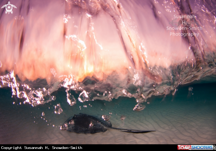 A Stingray