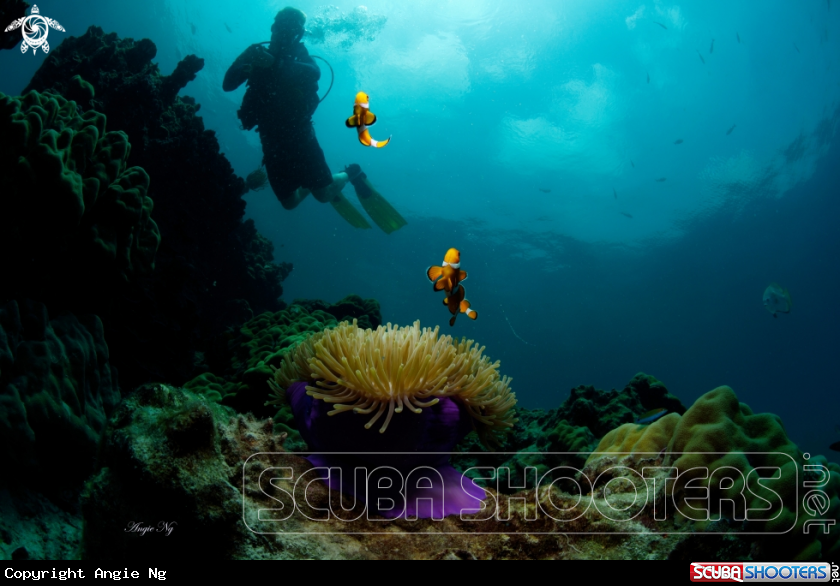 A Anemonefish