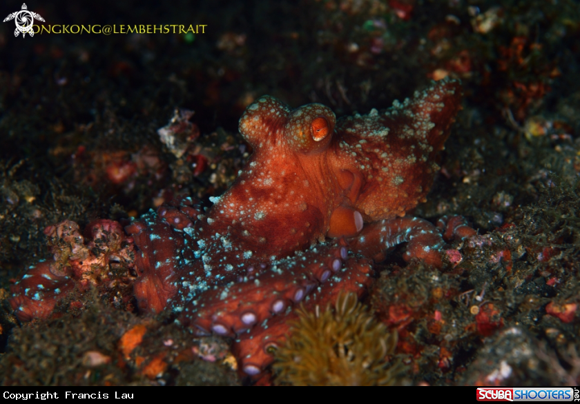 A Giant Octopus