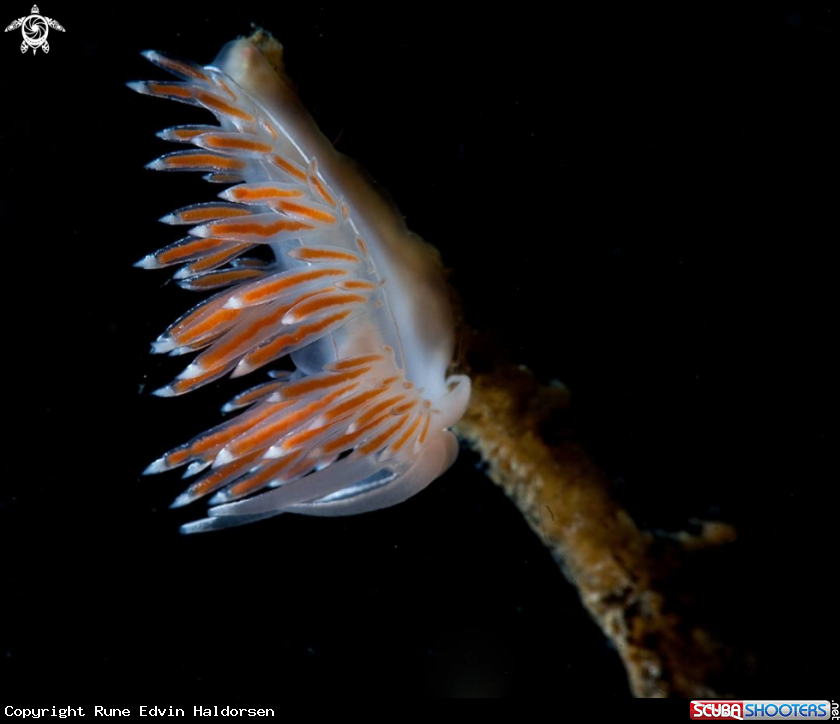 A Flabellina Lineata