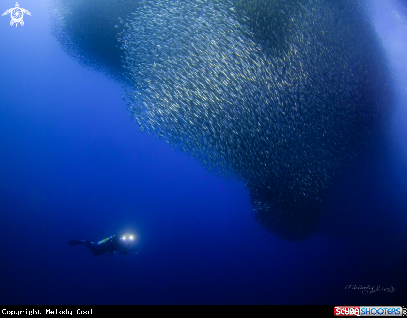 A Sardine Fish 