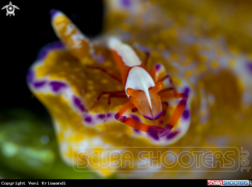 A Imperial shrimp