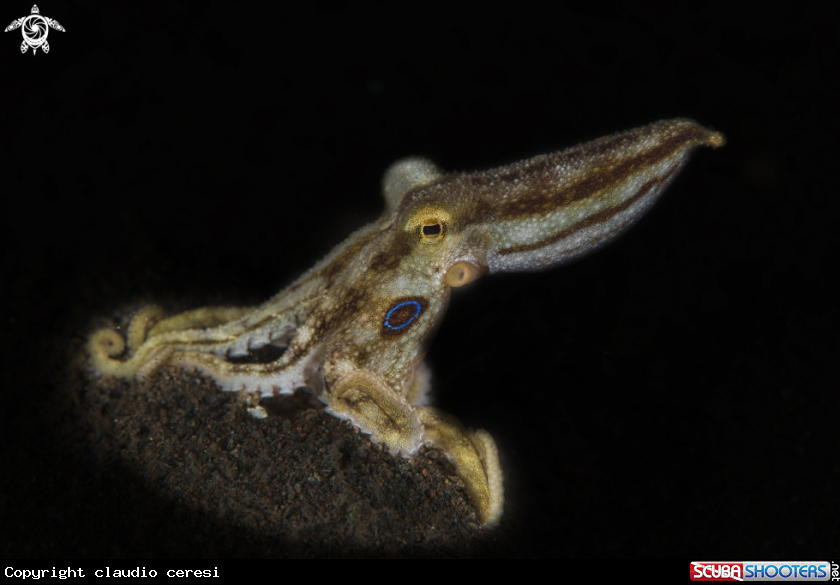 A mototi octopus