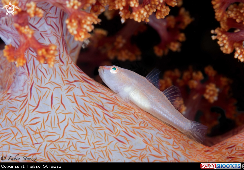 A Goby