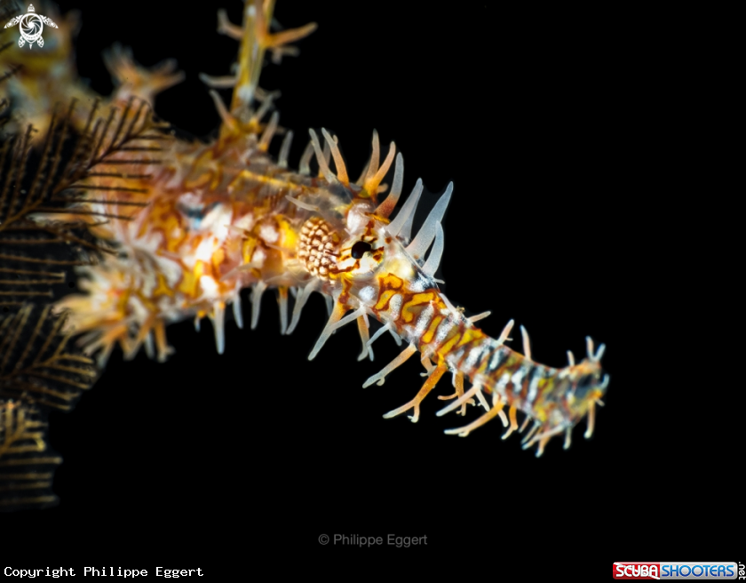 A Ornate Ghost Pipefish
