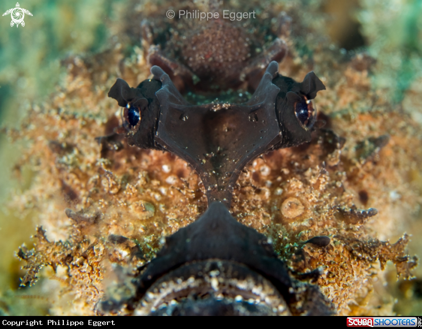 A Spiny Devilfish
