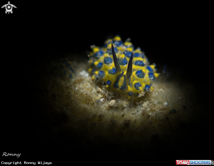 A Stiliger Ornatus