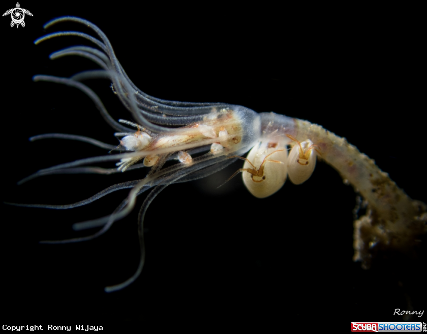 A Ladybug Amphipod