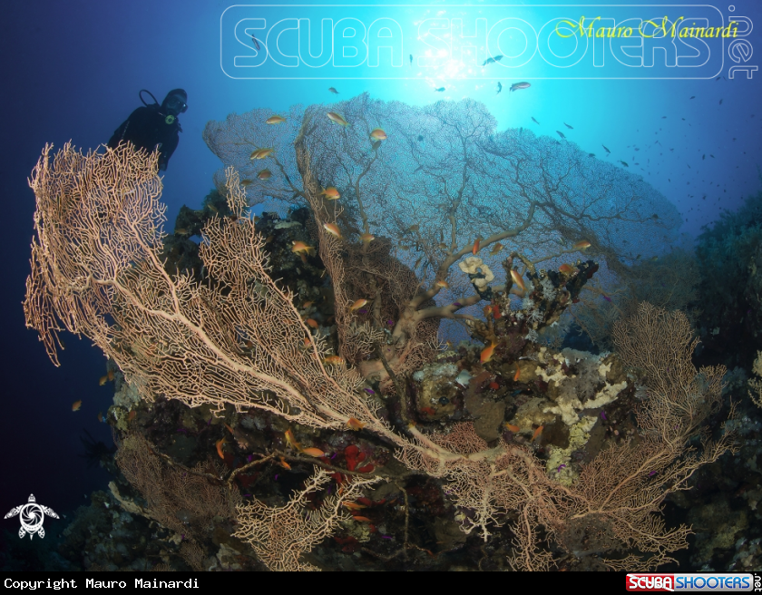 A Seafan