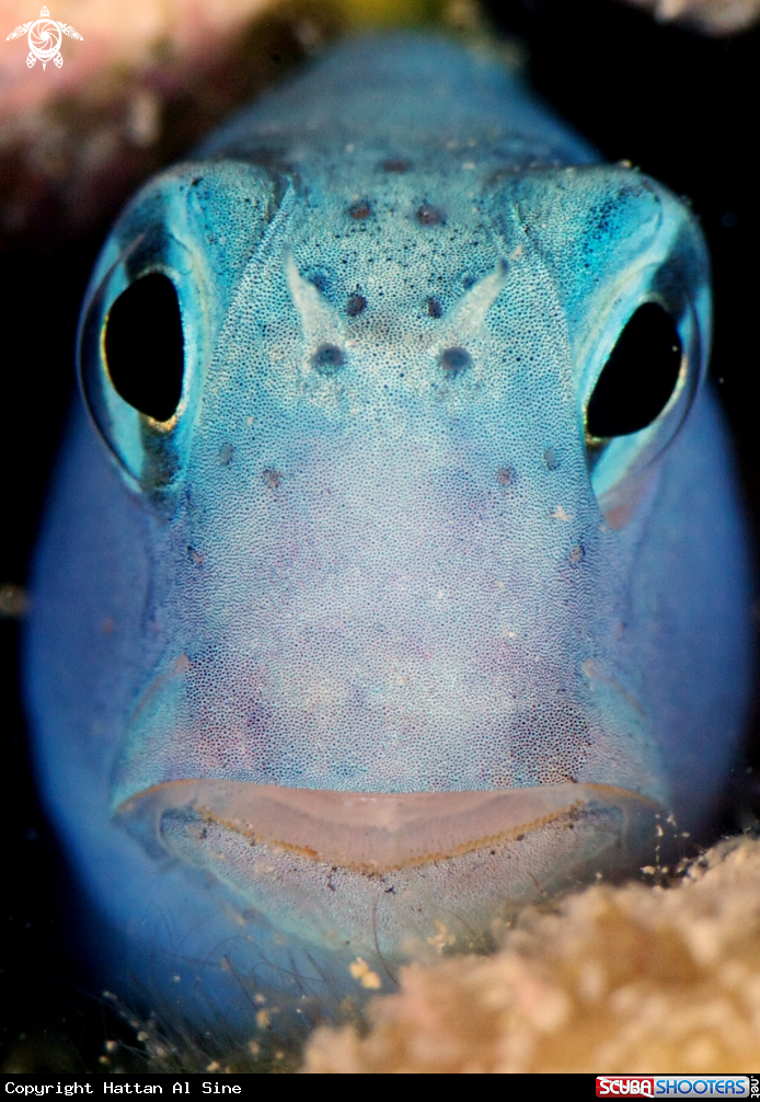 A underwater creature