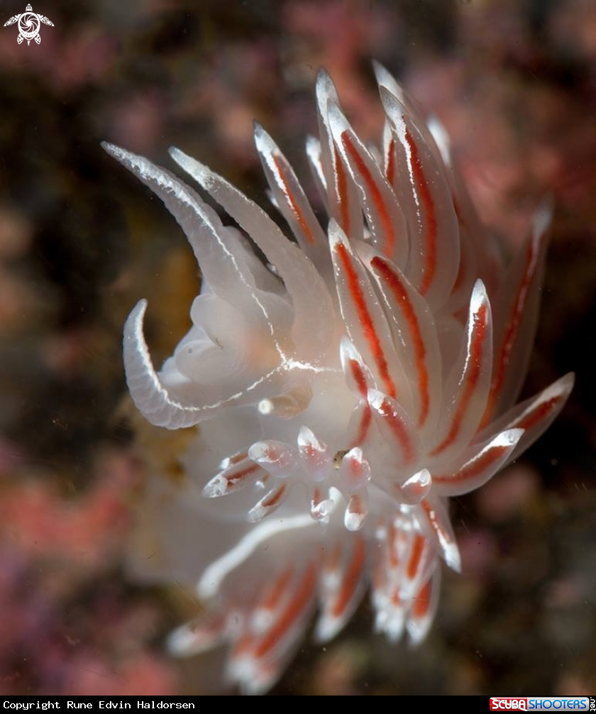 A Flabellina lineata