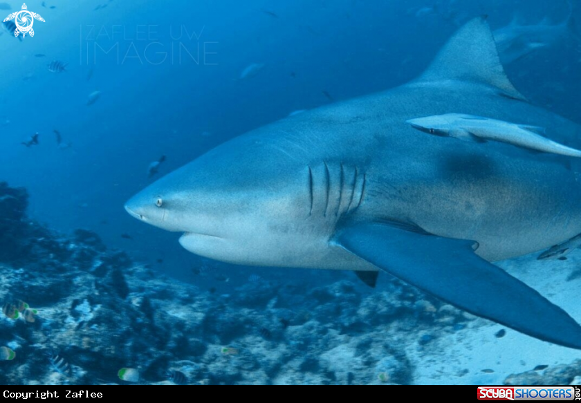 A Bull Shark