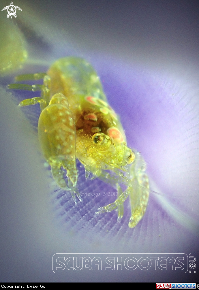 A Tunicate Shrimp