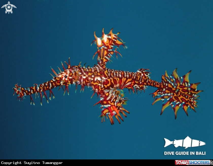 A Ghost Pipefish