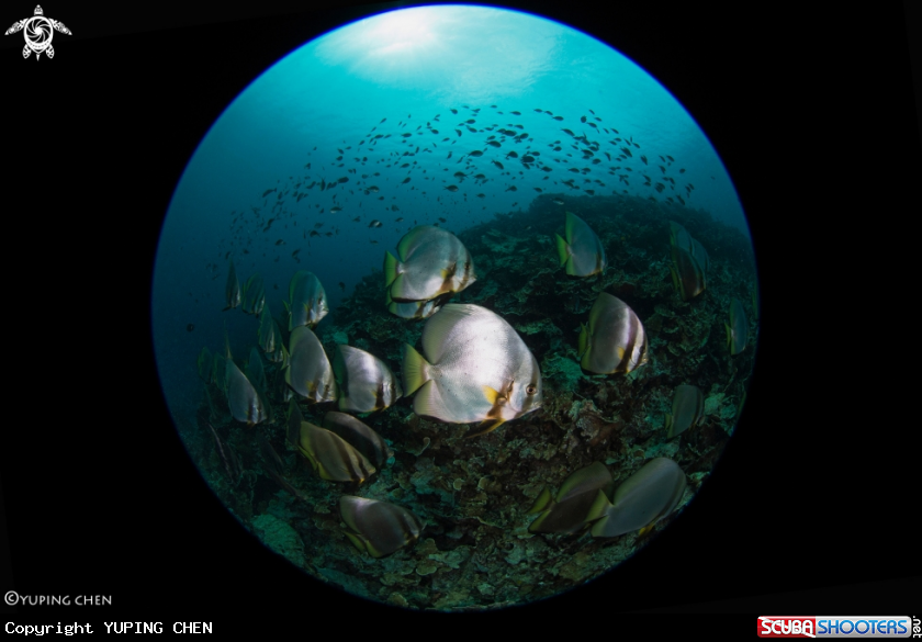 A Spadefish
