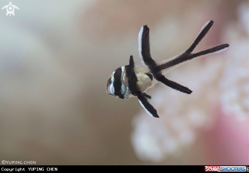 A Banggai Cardinalfish