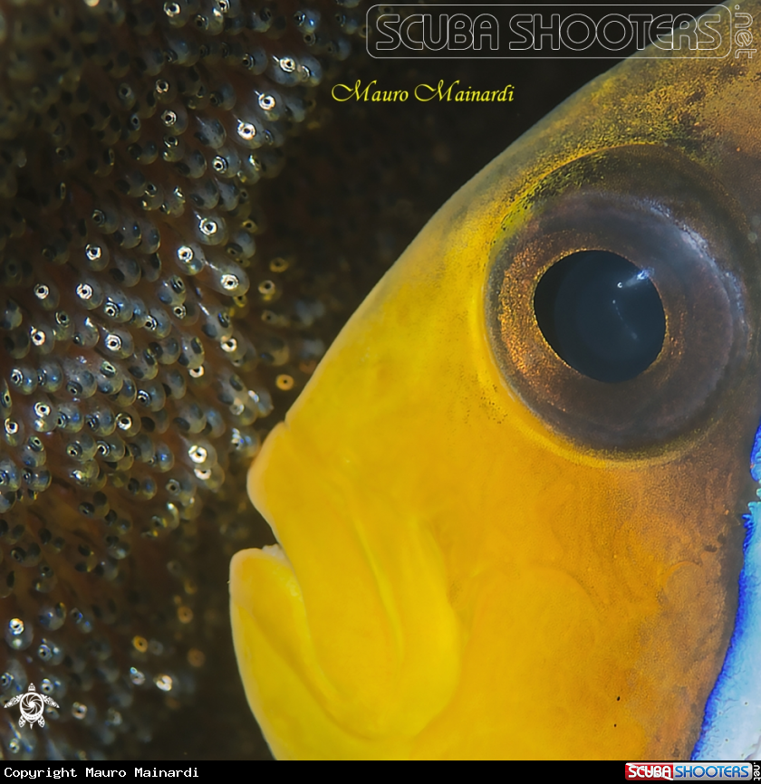 A Clownfish and eggs