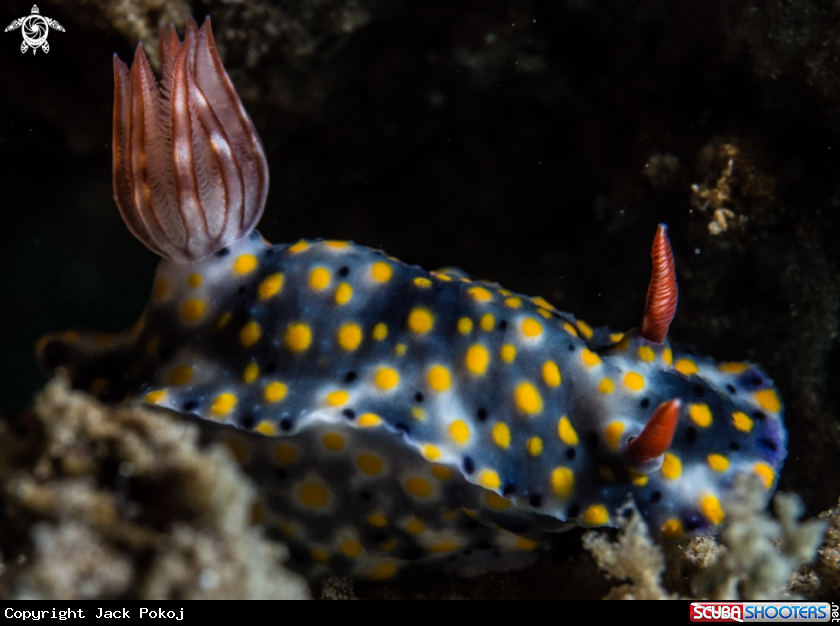 A Hypselodoris sp. 7