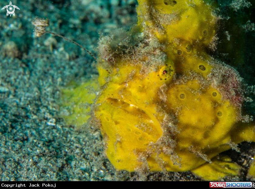 A Painted frogfish