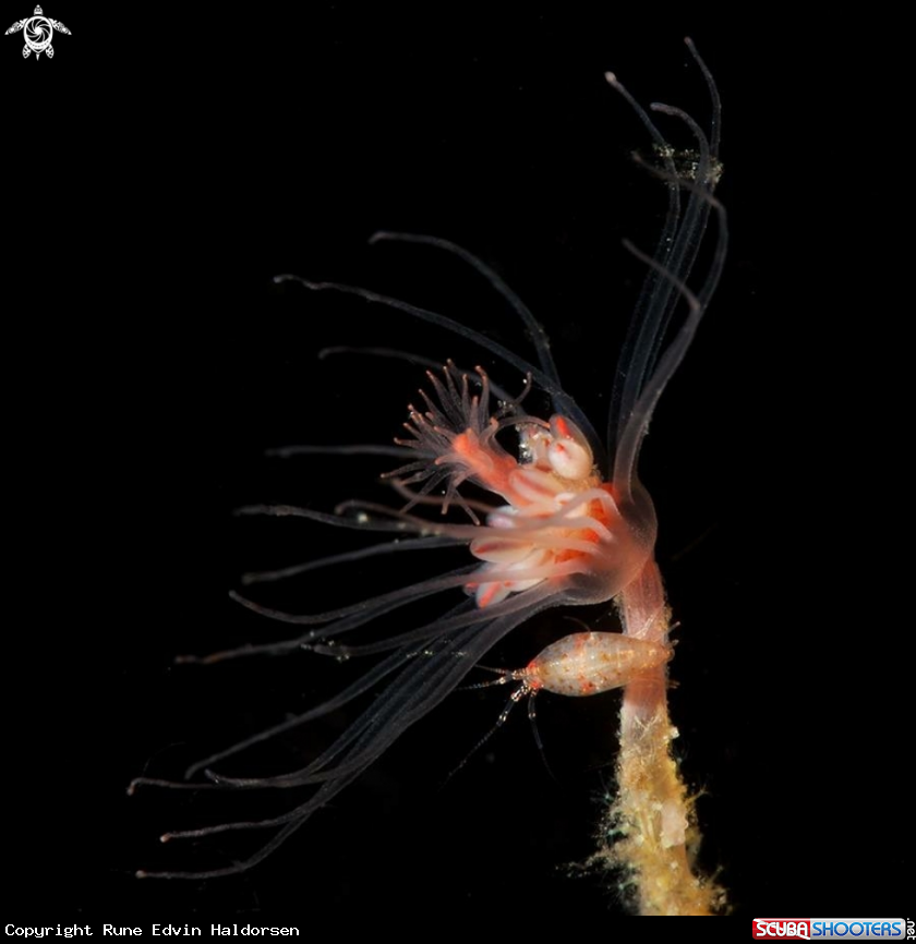 A Hydroid
