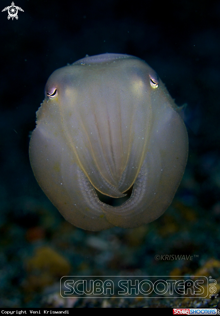 A Cuttlefish