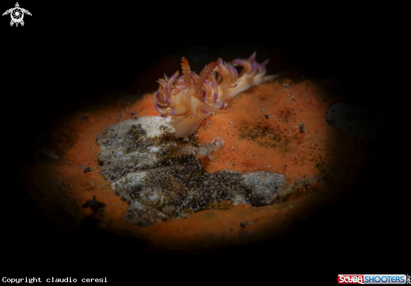 A flabellina