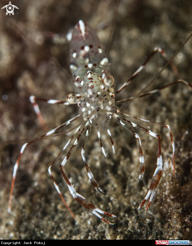 A Urocaridella antonbruunii