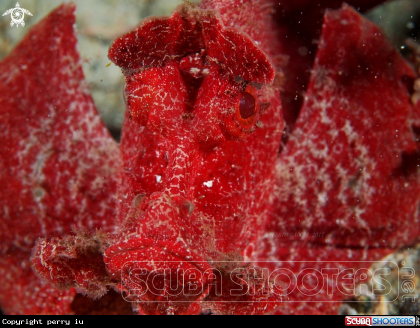 A ESCHMEYER'S SCORPION FISH