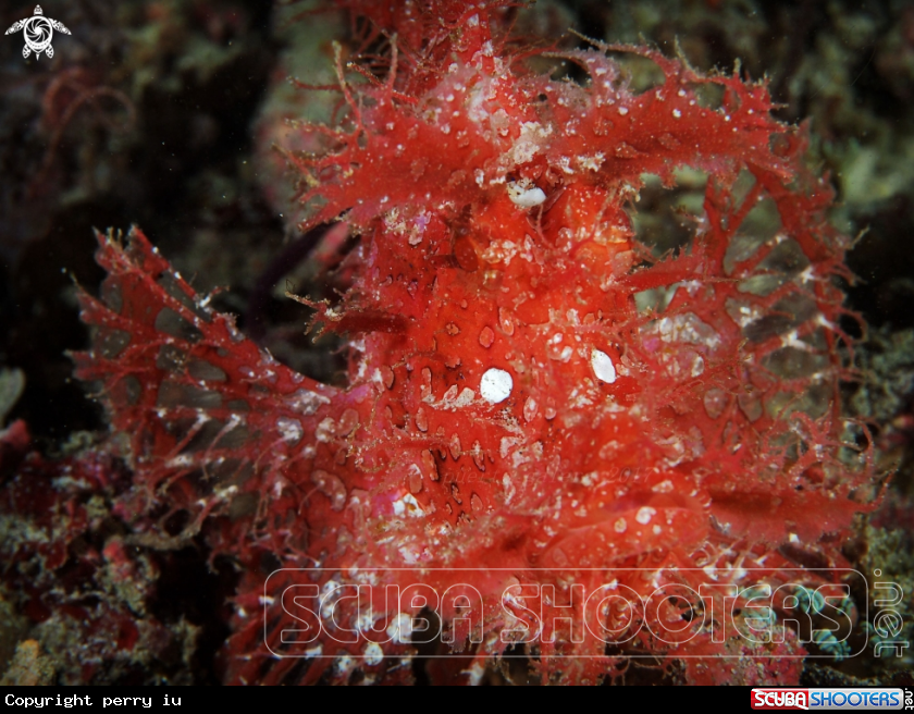 A Weedy scorpionfish