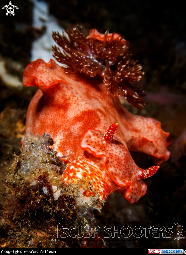 A Nudibranch