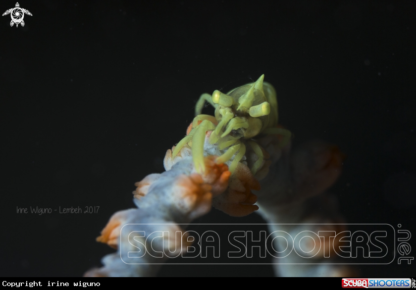 A whip coral shrimp