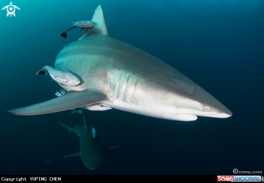 A Oceanic Blacktip Shark