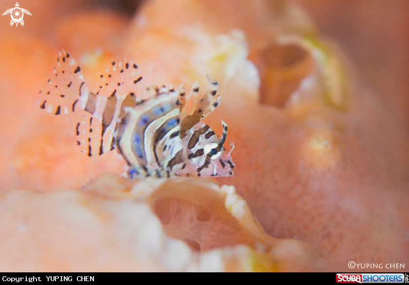 A Lionfish (Juvenile)