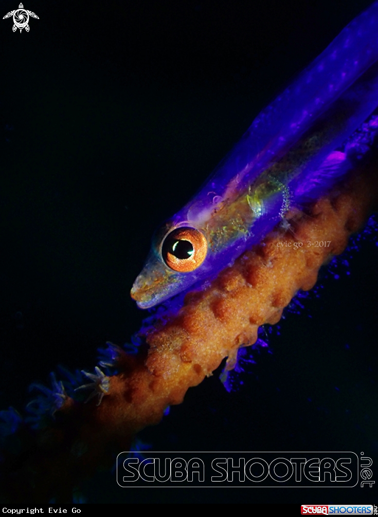 A Goby