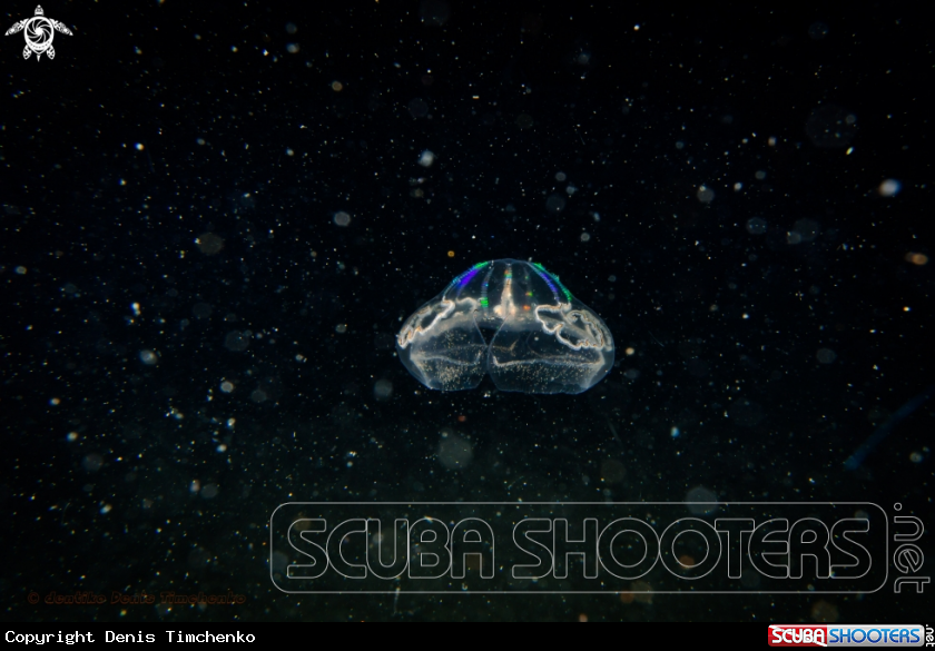 A jellyfish