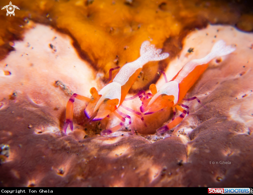 A Emperor Shrimp