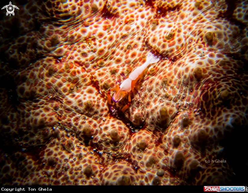 A Emperor Shrimp